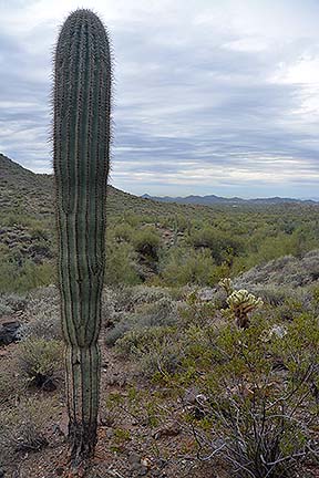 Cave Creek Regional Park, January 26, 2015